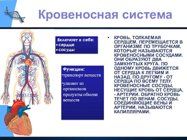 КРОВЬ, ТОЛКАЕМАЯ СЕРДЦЕМ, ПЕРЕМЕЩАЕТСЯ В ОРГАНИЗМЕ ПО ТРУБОЧКАМ, КОТОРЫЕ НАЗЫВАЮТСЯ КРОВЕНОСНЫМИ СОСУДАМИ.