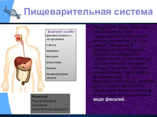 Пища дает телу энергию, необходимую для поддержания процессов жизнедеятельности. Но перед тем