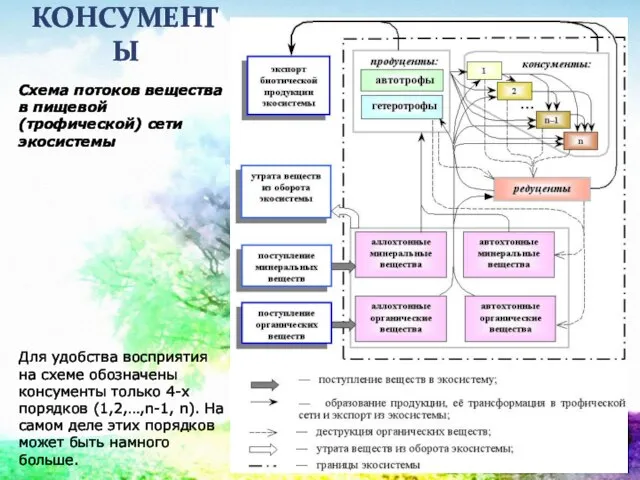 КОНСУМЕНТЫ Схема потоков вещества в пищевой (трофической) сети экосистемы Для удобства восприятия