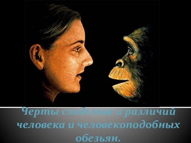 Презентация на тему Сходство человека и человекоподобных обезьян