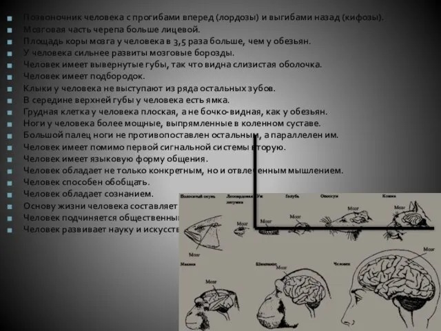 Позвоночник человека с прогибами вперед (лордозы) и выгибами назад (кифозы). Мозговая часть