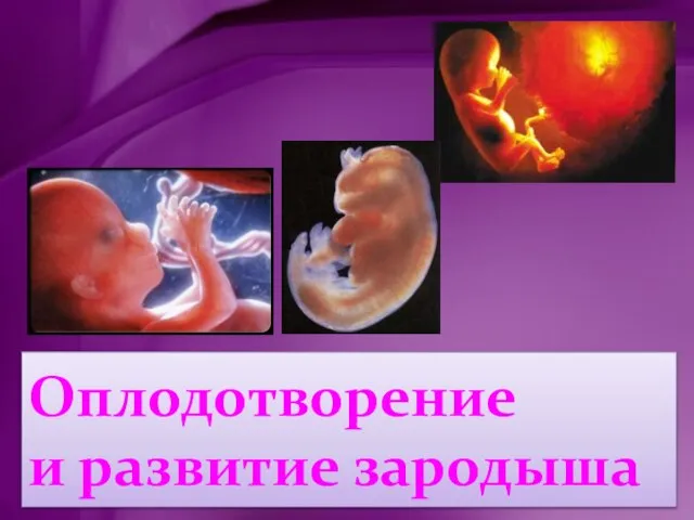 Презентация на тему Оплодотворение и развитие зародыша
