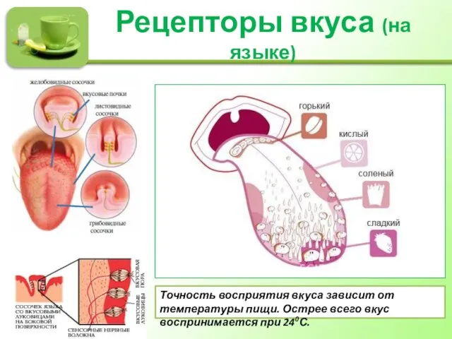 Рецепторы вкуса (на языке) Точность восприятия вкуса зависит от температуры пищи. Острее