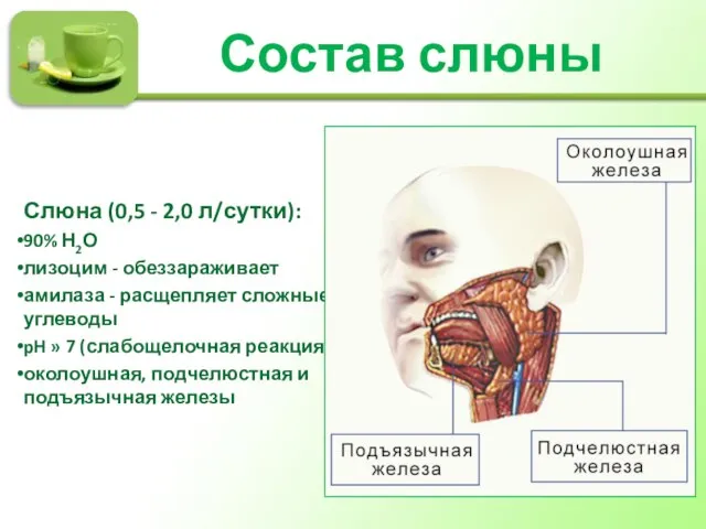 Состав слюны Слюна (0,5 - 2,0 л/сутки): 90% Н2О лизоцим - обеззараживает