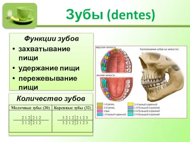 Зубы (dentes) Функции зубов захватывание пищи удержание пищи пережевывание пищи звукообразование Количество зубов