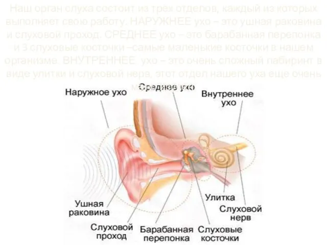 Наш орган слуха состоит из трех отделов, каждый из которых выполняет свою