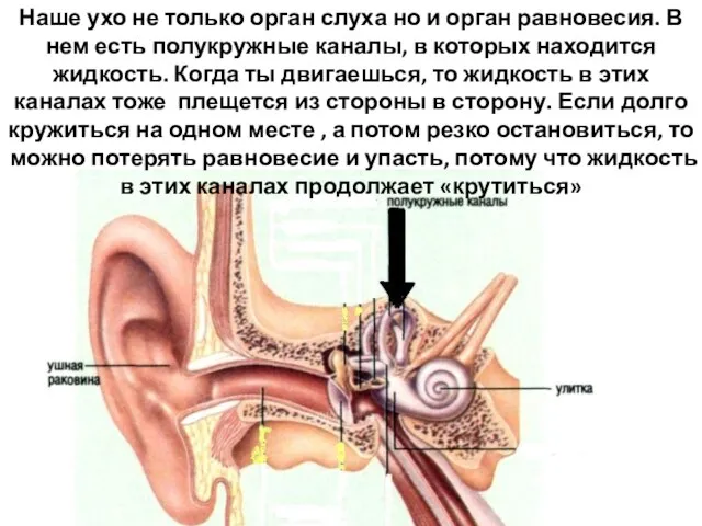 Наше ухо не только орган слуха но и орган равновесия. В нем