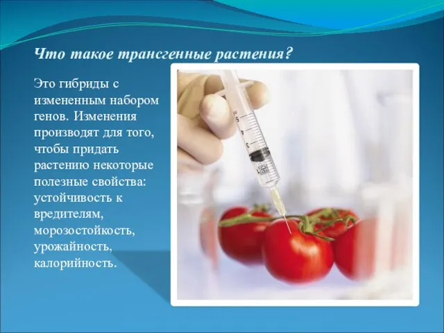 Что такое трансгенные растения? Это гибриды с измененным набором генов. Изменения производят