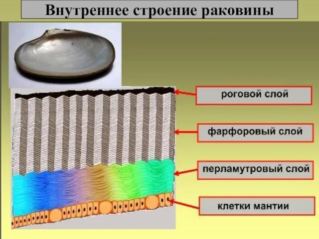 Внутреннее строение раковины