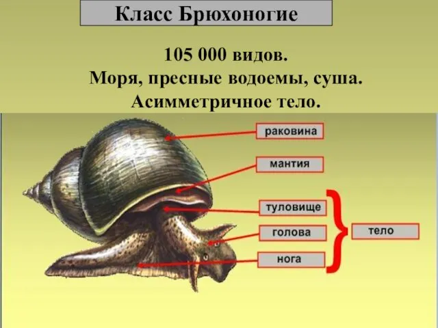 Класс Брюхоногие 105 000 видов. Моря, пресные водоемы, суша. Асимметричное тело.