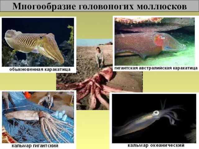 Многообразие головоногих моллюсков