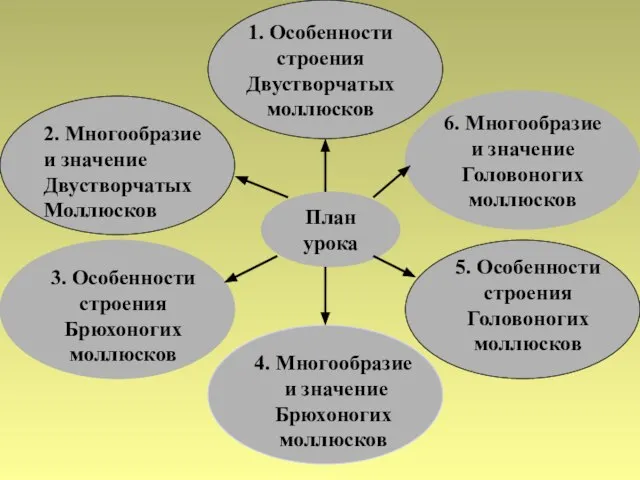 План урока 1. Особенности строения Двустворчатых моллюсков 3. Особенности строения Брюхоногих моллюсков