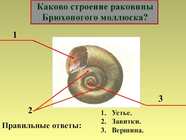 1 2 3 Правильные ответы: Устье. Завитки. Вершина.