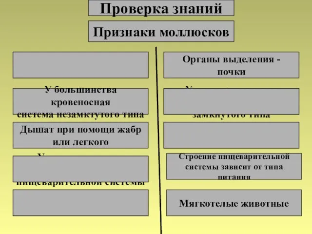 Проверка знаний Признаки моллюсков Органы выделения – метанефридии Органы выделения - почки