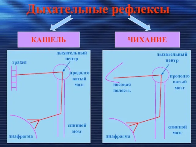 Дыхательные рефлексы КАШЕЛЬ ЧИХАНИЕ трахея диафрагма спинной мозг продолговатый мозг дыхательный центр