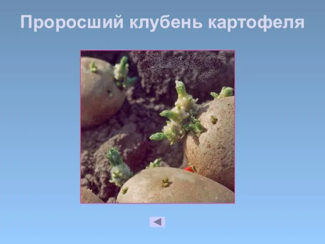 Проросший клубень картофеля