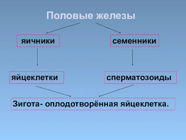 Половые железы яичники семенники яйцеклетки сперматозоиды Зигота- оплодотворённая яйцеклетка.