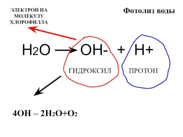 Фотолиз воды Н2О ОН- + Н+ ГИДРОКСИЛ ПРОТОН 4ОН – 2Н2О+О2 ЭЛЕКТРОН НА МОЛЕКУЛУ ХЛОРОФИЛЛА