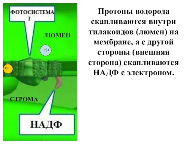 Протоны водорода скапливаются внутри тилакоидов (люмен) на мембране, а с другой стороны