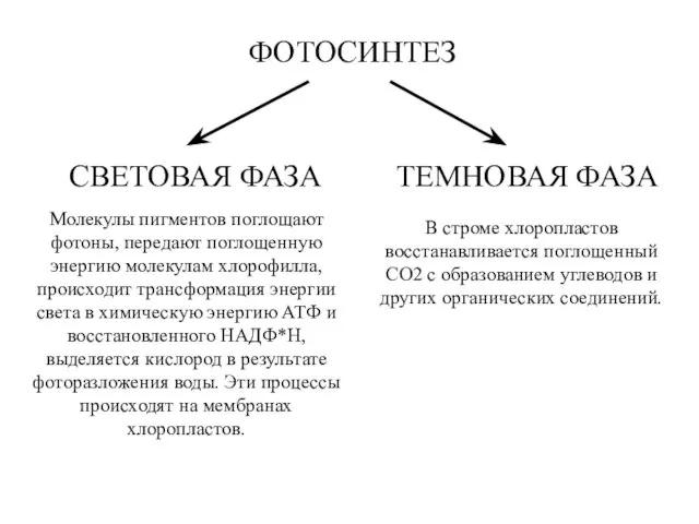 ФОТОСИНТЕЗ СВЕТОВАЯ ФАЗА ТЕМНОВАЯ ФАЗА Молекулы пигментов поглощают фотоны, передают поглощенную энергию