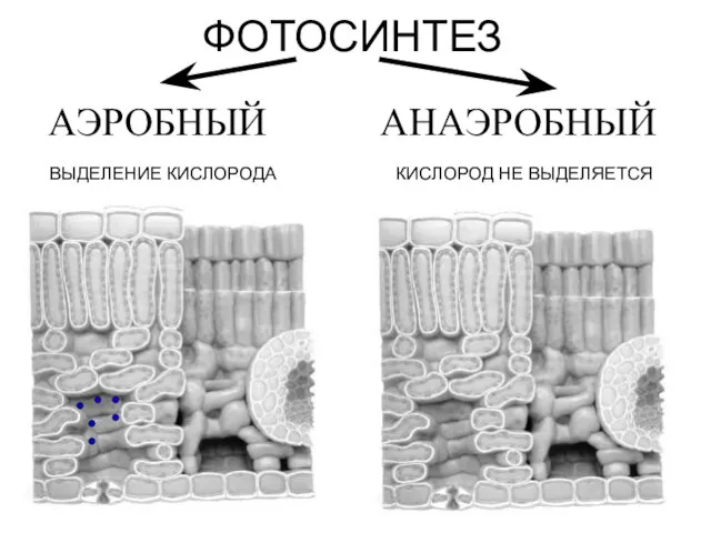ФОТОСИНТЕЗ АЭРОБНЫЙ АНАЭРОБНЫЙ ВЫДЕЛЕНИЕ КИСЛОРОДА КИСЛОРОД НЕ ВЫДЕЛЯЕТСЯ