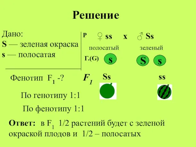 Дано: S — зеленая окраска s — полосатая Фенотип F1 -? Р