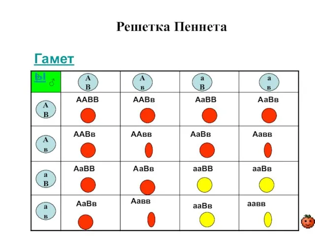 Решетка Пеннета АВ АВ Ав Ав аВ аВ ав ав ♂ ААВВ