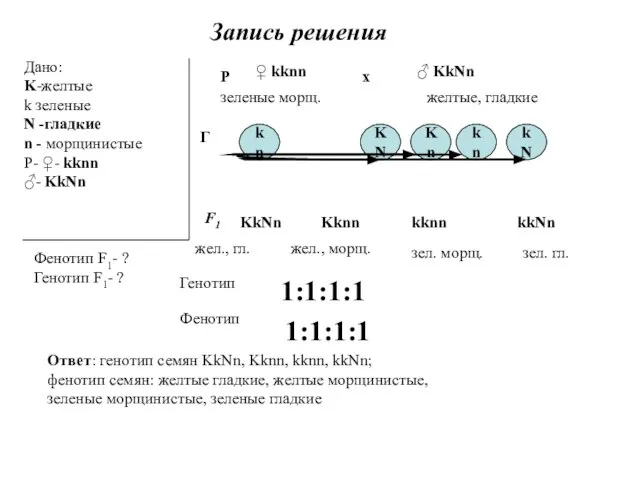 Запись решения Дано: K-желтые k зеленые N -гладкие n - морщинистые Р-