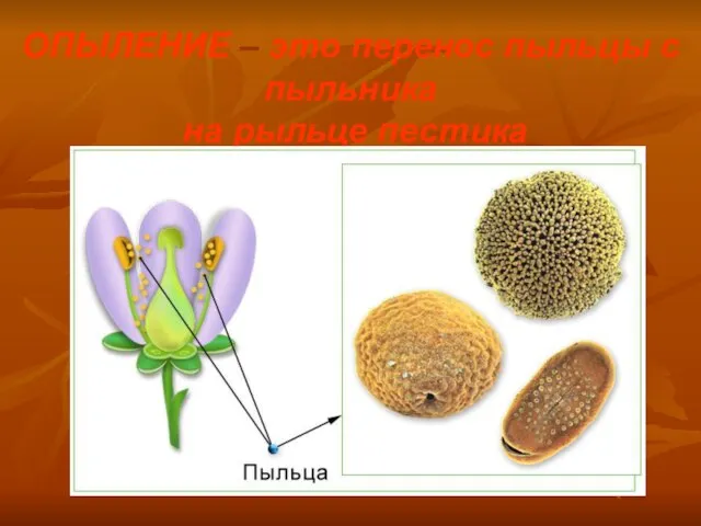 ОПЫЛЕНИЕ – это перенос пыльцы с пыльника на рыльце пестика