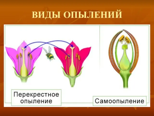 ВИДЫ ОПЫЛЕНИЙ