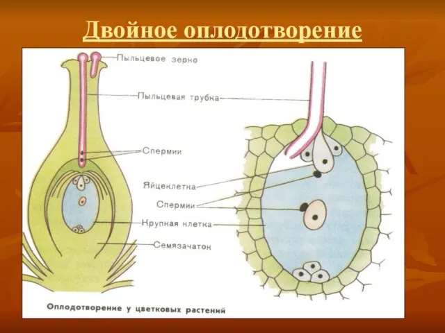 Двойное оплодотворение