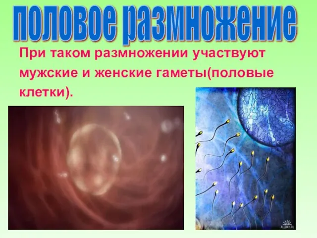 половое размножение При таком размножении участвуют мужские и женские гаметы(половые клетки).