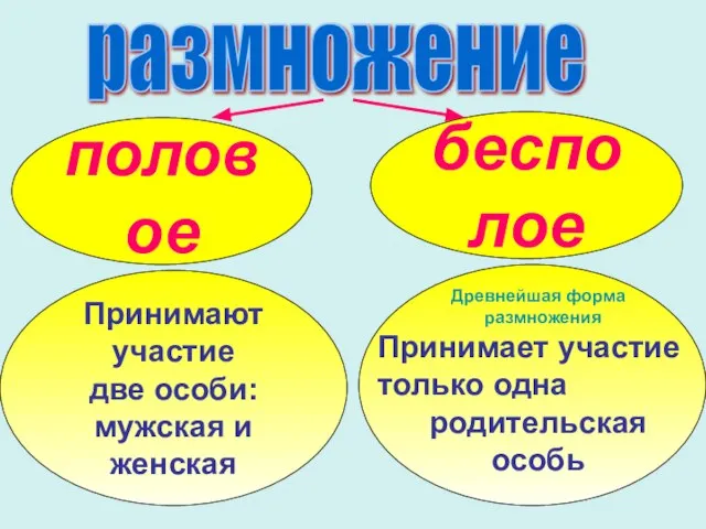 размножение половое бесполое Принимают участие две особи: мужская и женская Древнейшая форма