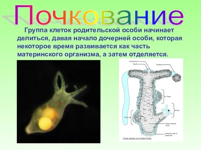 Почкование Группа клеток родительской особи начинает делиться, давая начало дочерней особи, которая