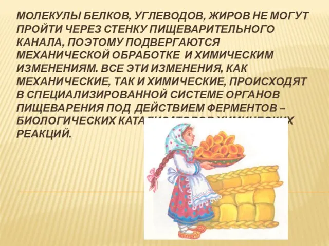 Молекулы белков, углеводов, жиров не могут пройти через стенку пищеварительного канала, поэтому