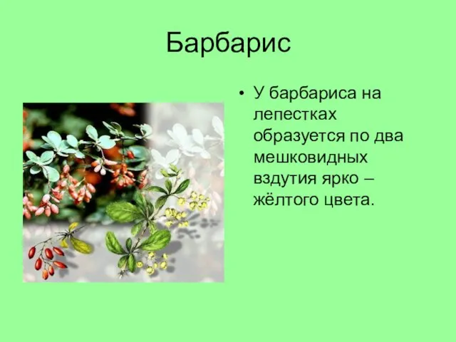 Барбарис У барбариса на лепестках образуется по два мешковидных вздутия ярко – жёлтого цвета.