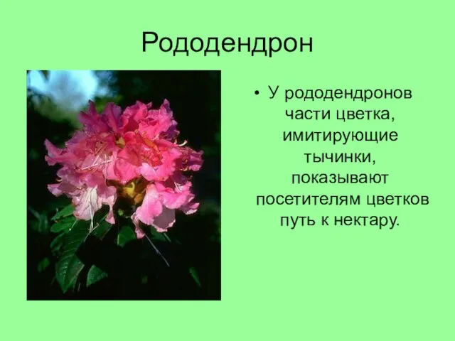 Рододендрон У рододендронов части цветка, имитирующие тычинки, показывают посетителям цветков путь к нектару.