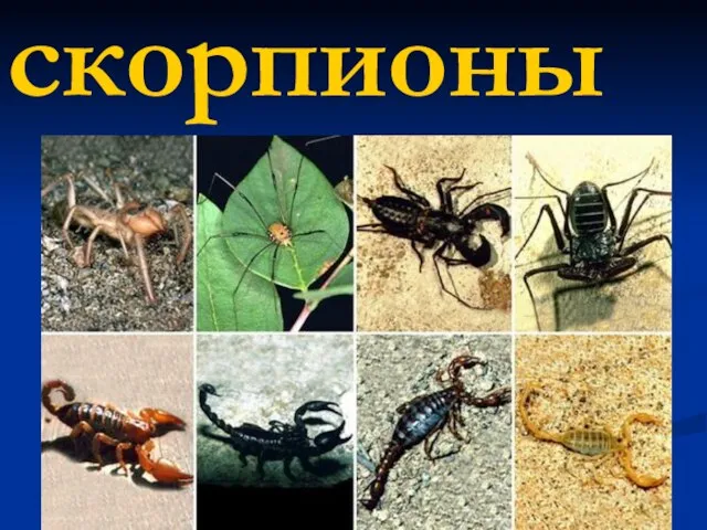 Презентация на тему Скорпионы