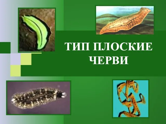 ТИП ПЛОСКИЕ ЧЕРВИ