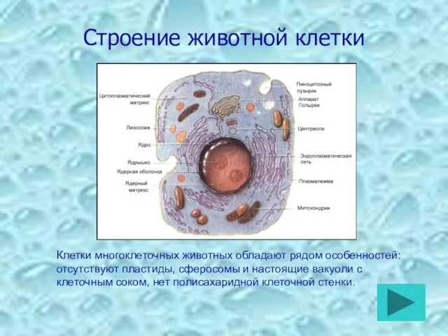 Строение животной клетки Клетки многоклеточных животных обладают рядом особенностей: отсутствуют пластиды, сферосомы