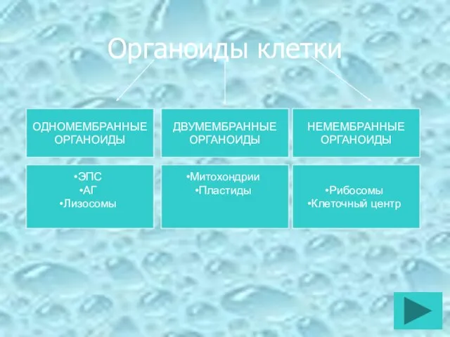 Органоиды клетки ОДНОМЕМБРАННЫЕ ОРГАНОИДЫ ДВУМЕМБРАННЫЕ ОРГАНОИДЫ НЕМЕМБРАННЫЕ ОРГАНОИДЫ ЭПС АГ Лизосомы Митохондрии Пластиды Рибосомы Клеточный центр