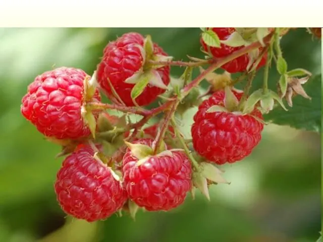 Многолетний полукустарник семейства розоцветных, с ароматными плодами красного цвета. Их традиционно применяютпри