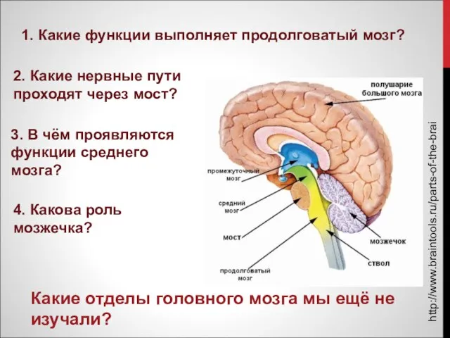 Презентация на тему Функции переднего мозга