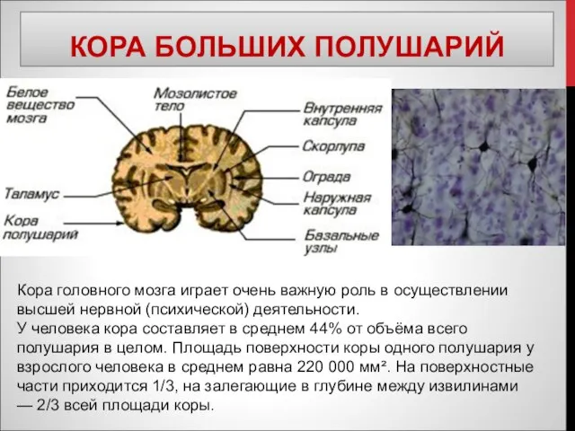 КОРА БОЛЬШИХ ПОЛУШАРИЙ Кора головного мозга играет очень важную роль в осуществлении