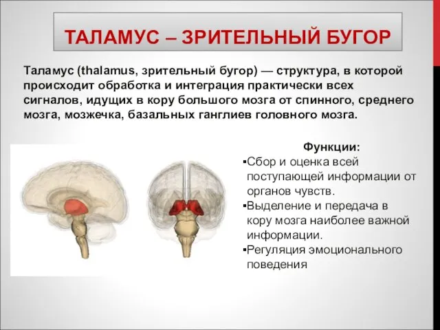 ТАЛАМУС – ЗРИТЕЛЬНЫЙ БУГОР Таламус (thalamus, зрительный бугор) — структура, в которой