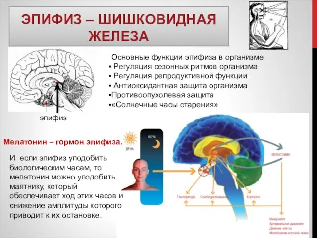 ЭПИФИЗ – ШИШКОВИДНАЯ ЖЕЛЕЗА Основные функции эпифиза в организме Регуляция сезонных ритмов