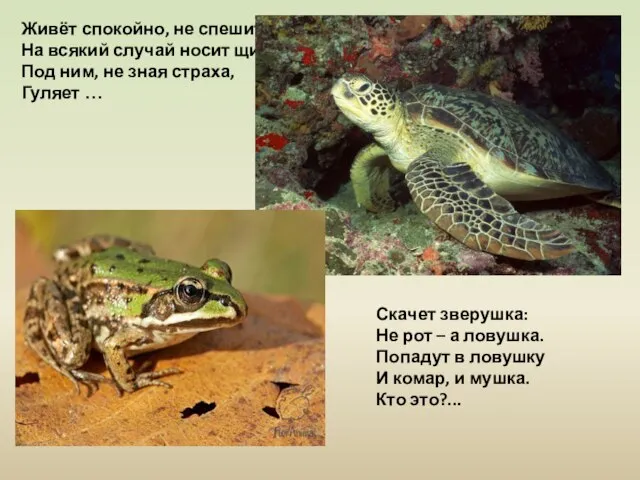 Живёт спокойно, не спешит, На всякий случай носит щит. Под ним, не