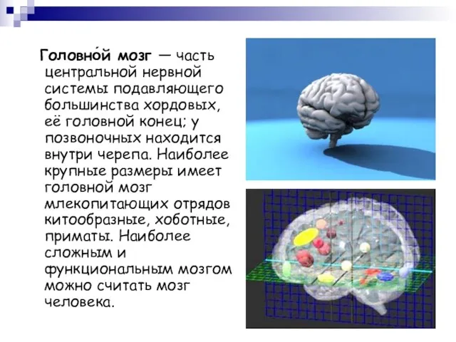 Головно́й мозг — часть центральной нервной системы подавляющего большинства хордовых, её головной