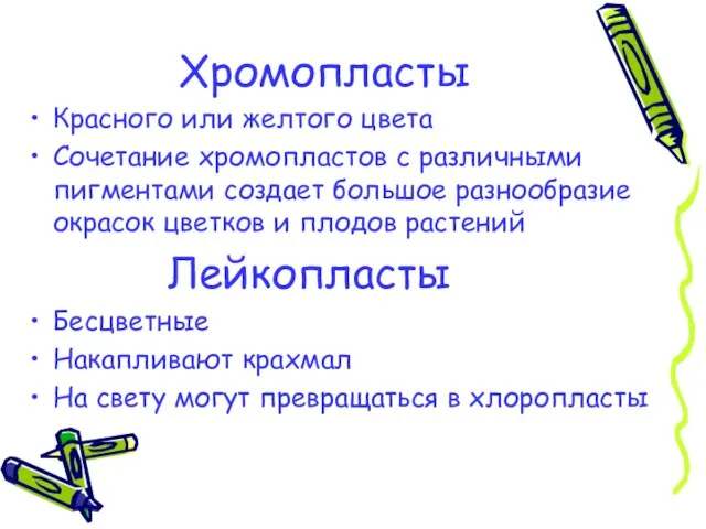 Хромопласты Красного или желтого цвета Сочетание хромопластов с различными пигментами создает большое