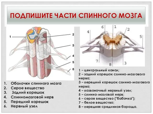 ПОДПИШИТЕ ЧАСТИ СПИННОГО МОЗГА Оболочки спинного мозга Серое вещество Задний корешок Спинномозговой